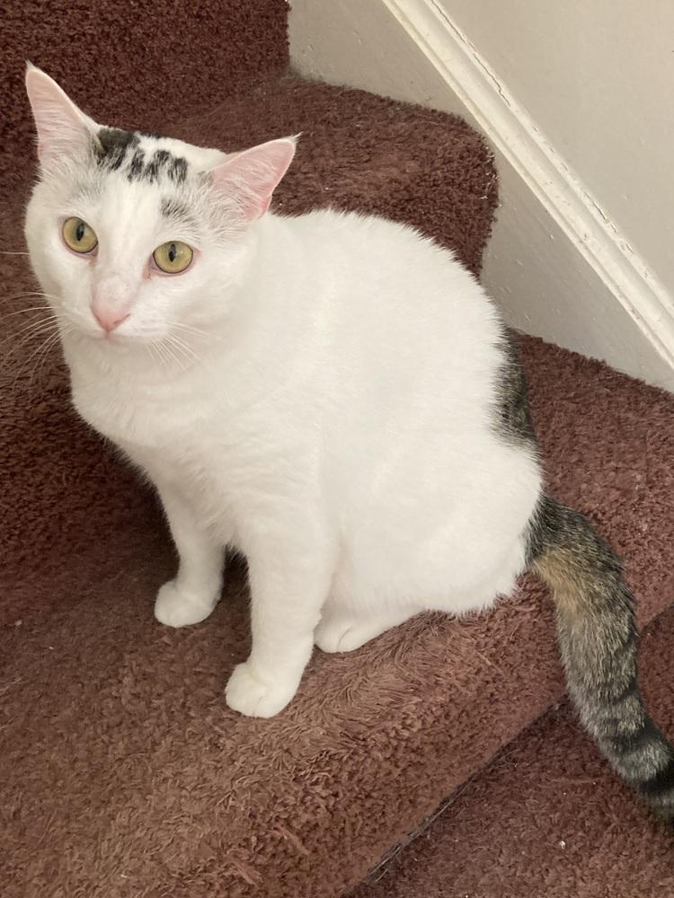 Enlarge Eli, a Adoptable mixed breed in Henrico, VA image 4/6