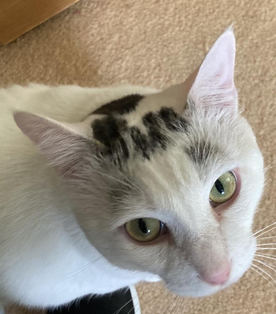 Enlarge Eli, a Adoptable mixed breed in Henrico, VA image 5/6