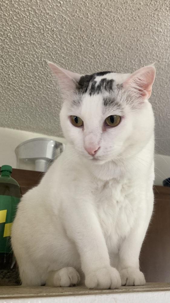 Enlarge Eli, a Adoptable mixed breed in Henrico, VA image 6/6