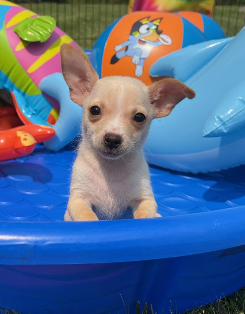 IVORY, an adopted Chihuahua in Belmont, NY image 2/3