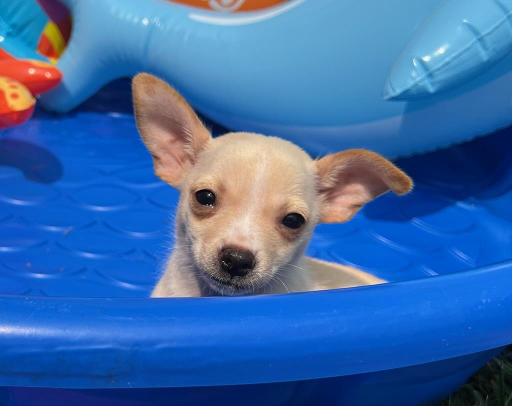 IVORY, adopted, Puppy Female Chihuahua.