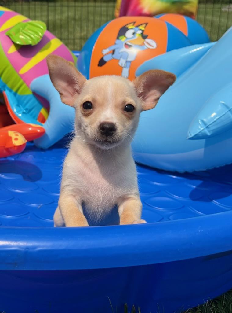 IVORY, an adopted Chihuahua in Belmont, NY image 3/3