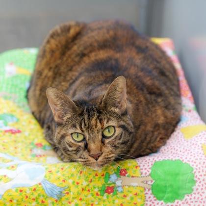 Kait, Adoptable, Senior Female Domestic Short Hair.