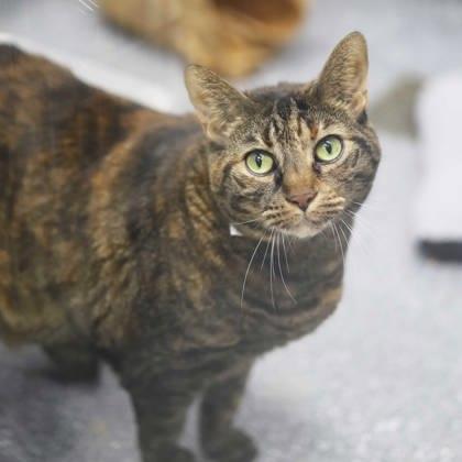 Enlarge Kait, a Adoptable mixed breed in Atlanta, GA image 2/3