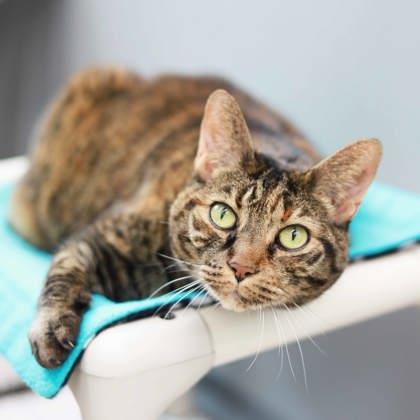 Enlarge Kait, a Adoptable mixed breed in Atlanta, GA image 3/3