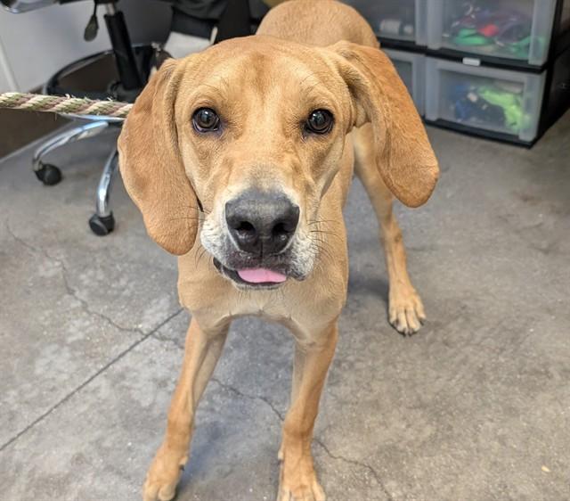 Enlarge KING, a Adoptable English Coonhound in Tucson, AZ image 1/1