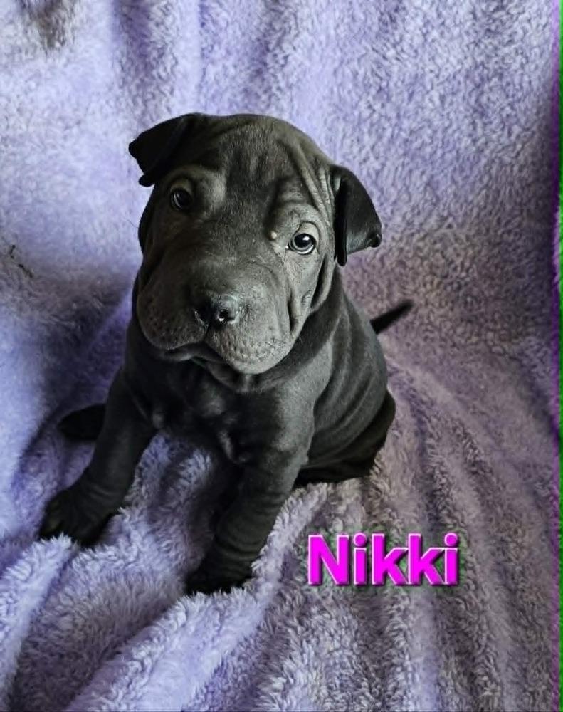 Enlarge Nikki, a Adoptable mixed breed in Peoria, IL image 1/2