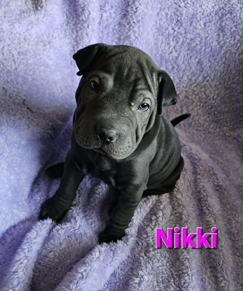 Enlarge Nikki, a Adoptable mixed breed in Peoria, IL image 2/2