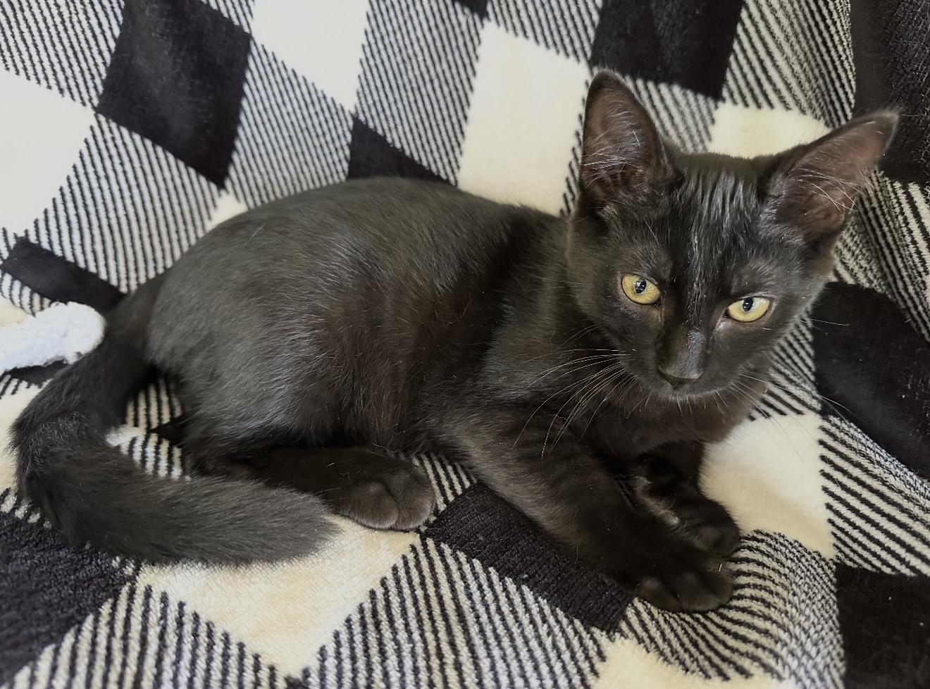 Midnight, ADOPTABLE, Kitten Male Domestic Short Hair.