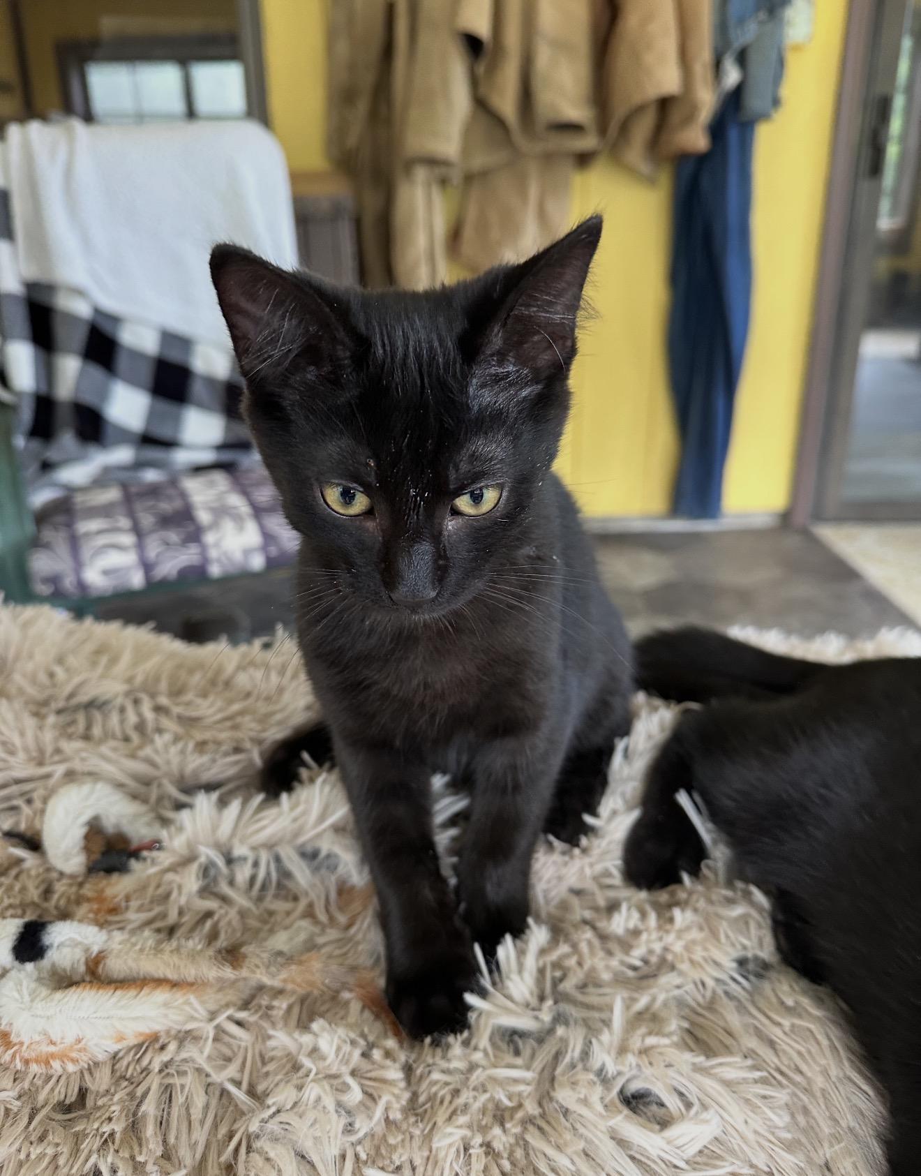 Midnight, a ADOPTABLE Domestic Short Hair in Grand Haven, MI image 2/3