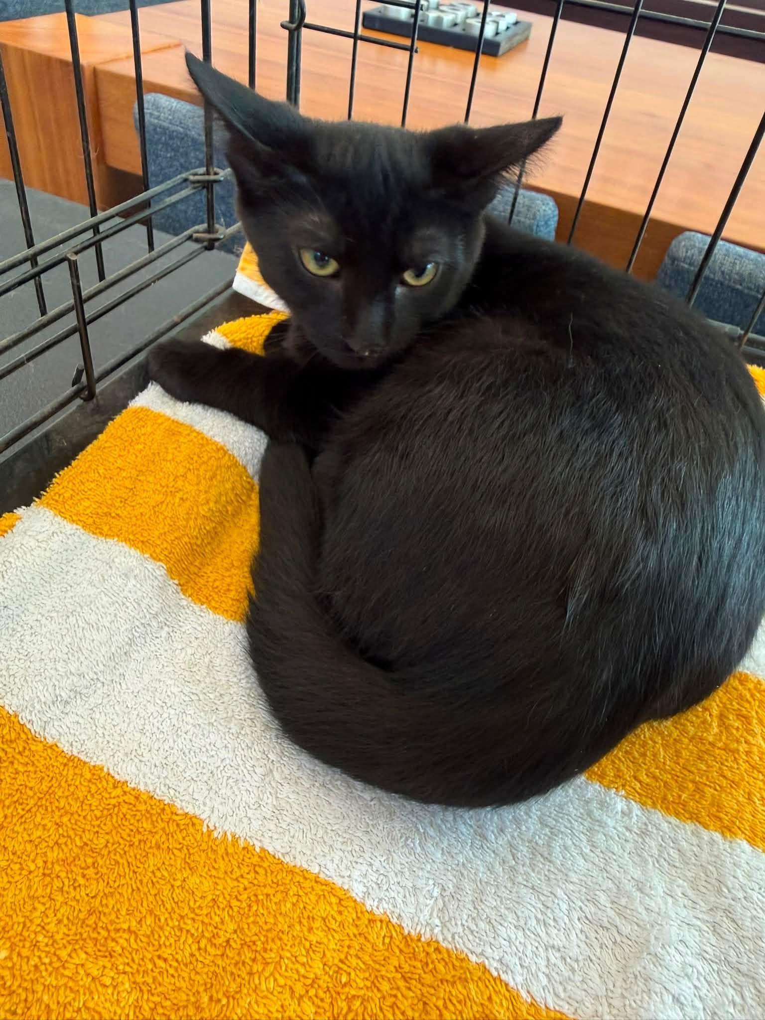 Midnight, a ADOPTABLE Domestic Short Hair in Grand Haven, MI image 3/3