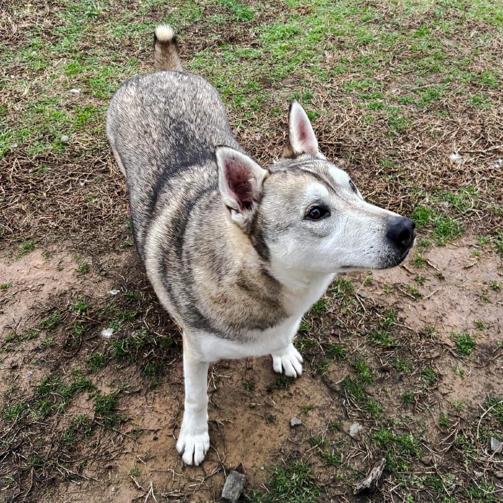 Kristoff, Adoptable, Adult Male Husky.