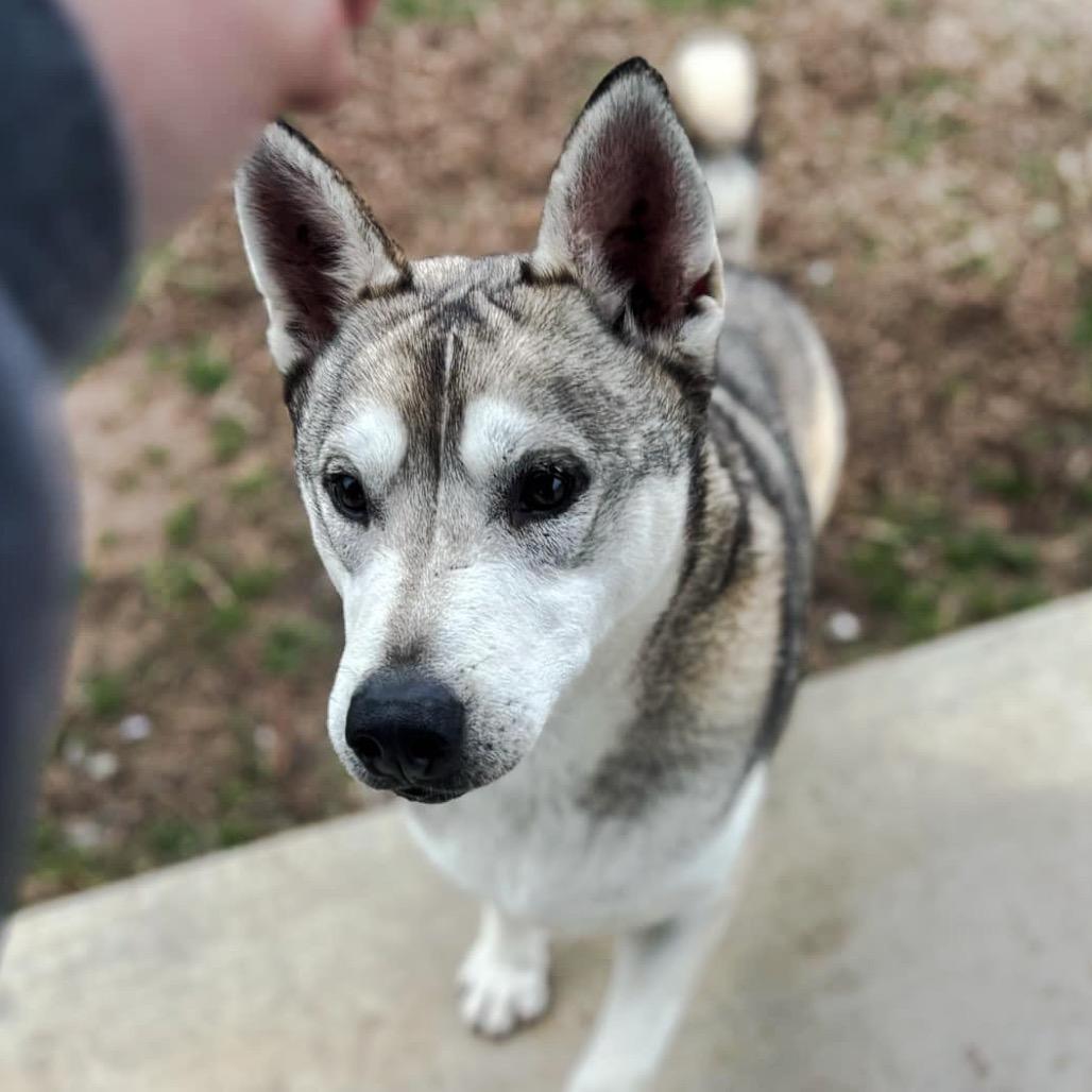 Kristoff, a Adoptable Husky in Eufaula, OK image 2/6