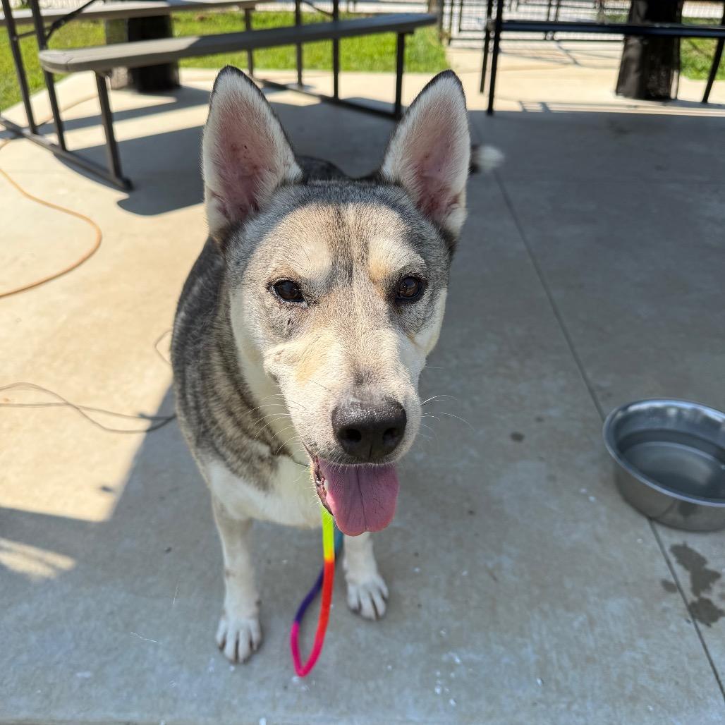 Kristoff, a Adoptable Husky in Eufaula, OK image 3/6