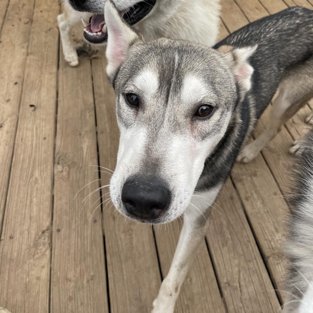 Kristoff, a Adoptable Husky in Eufaula, OK image 4/6