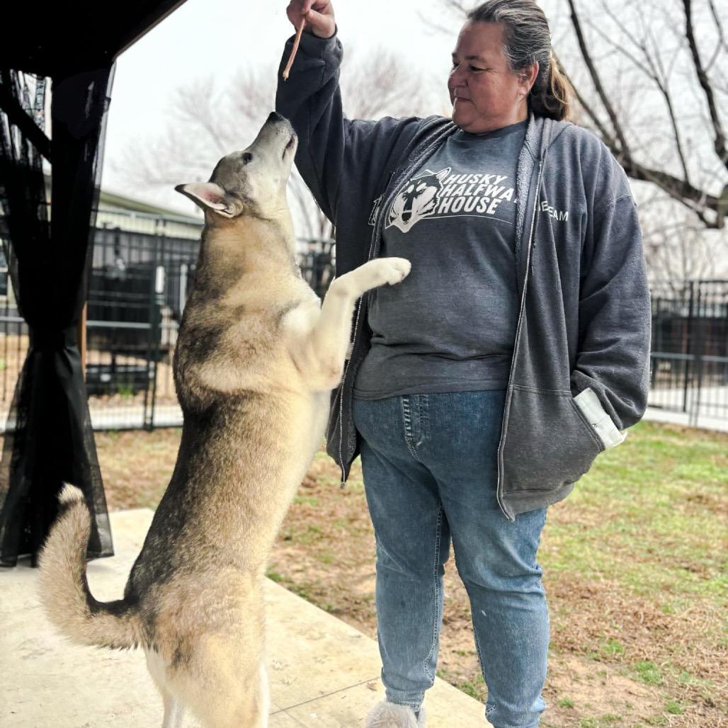 Kristoff, a Adoptable Husky in Eufaula, OK image 5/6