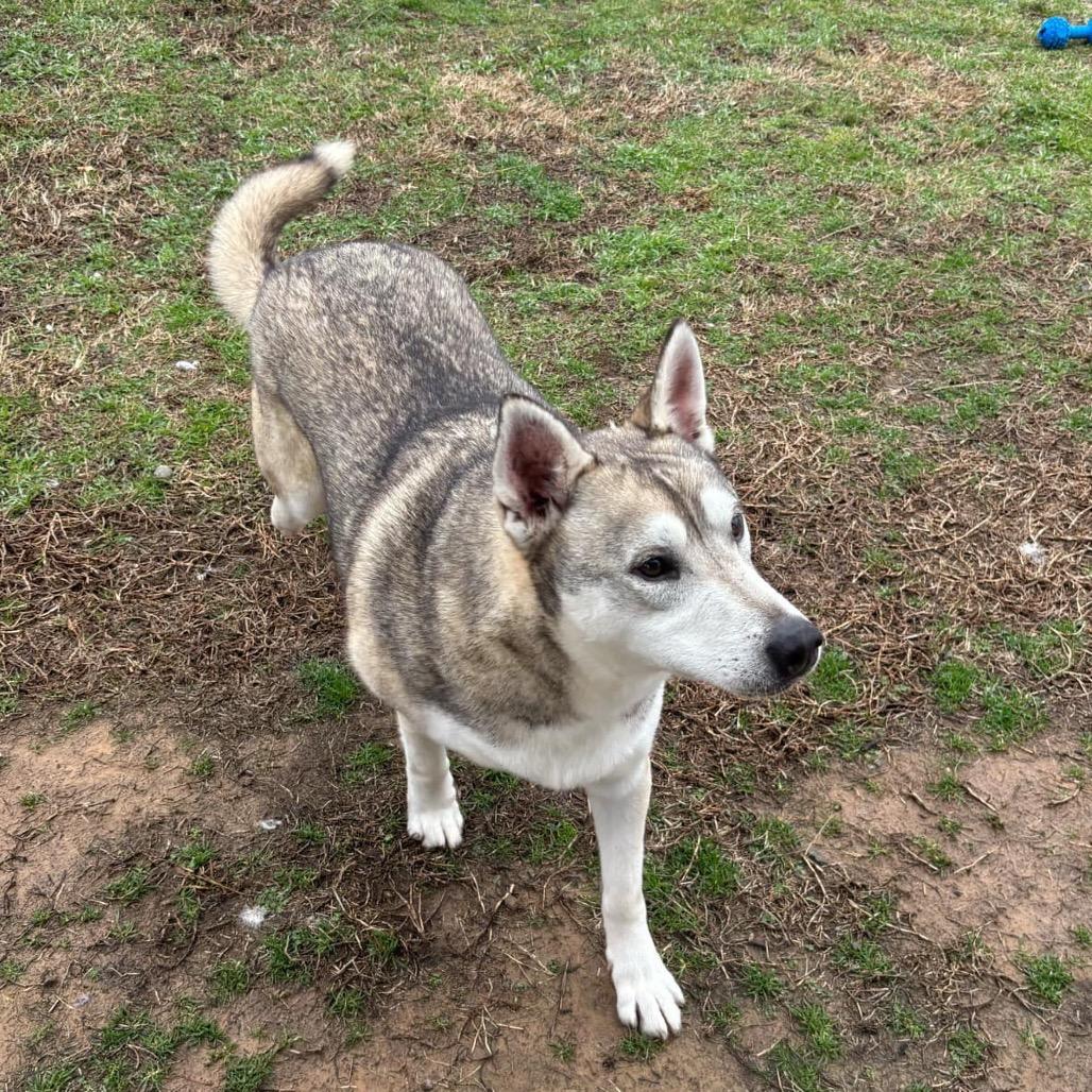 Kristoff, a Adoptable Husky in Eufaula, OK image 6/6