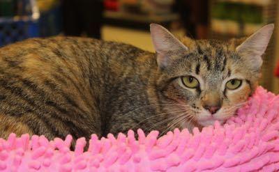 Liza, Adoptable, Young Female Tabby & Torbie.