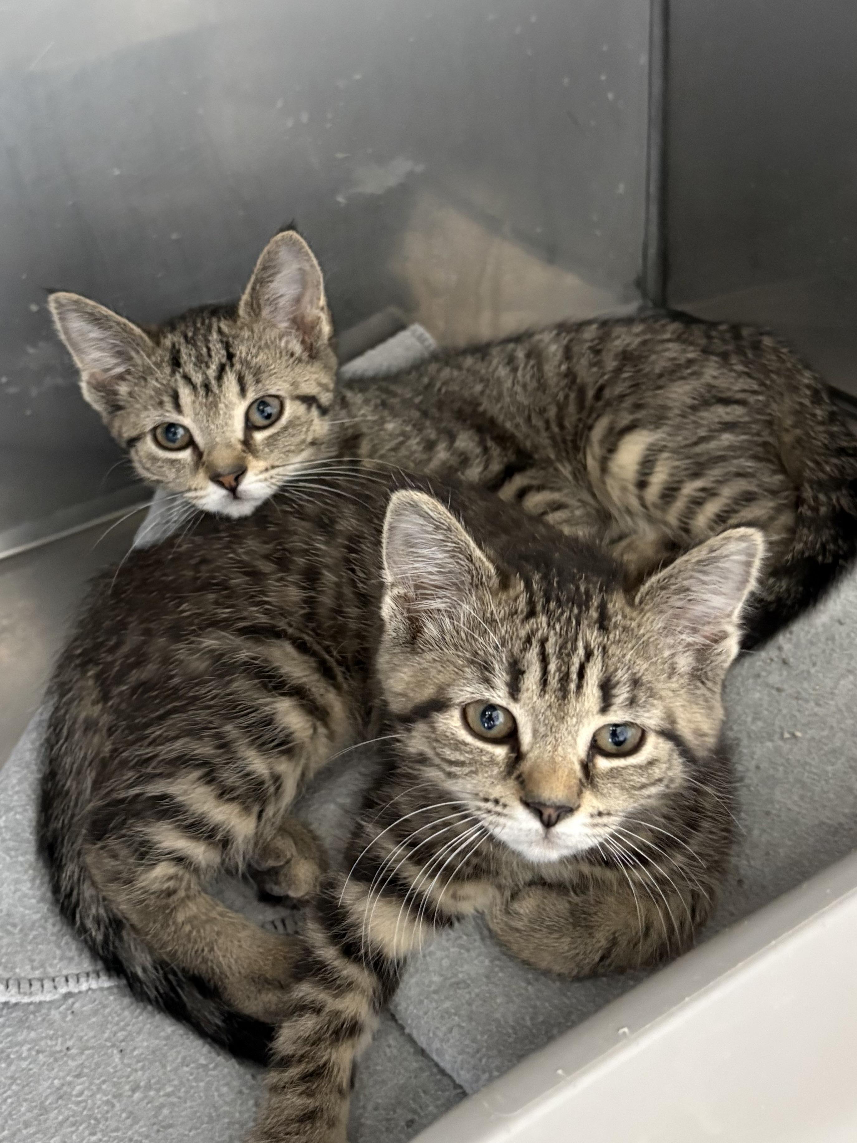 Enlarge Amy and Annabelle , an adopted American Shorthair in Big Rapids, MI image 3/3