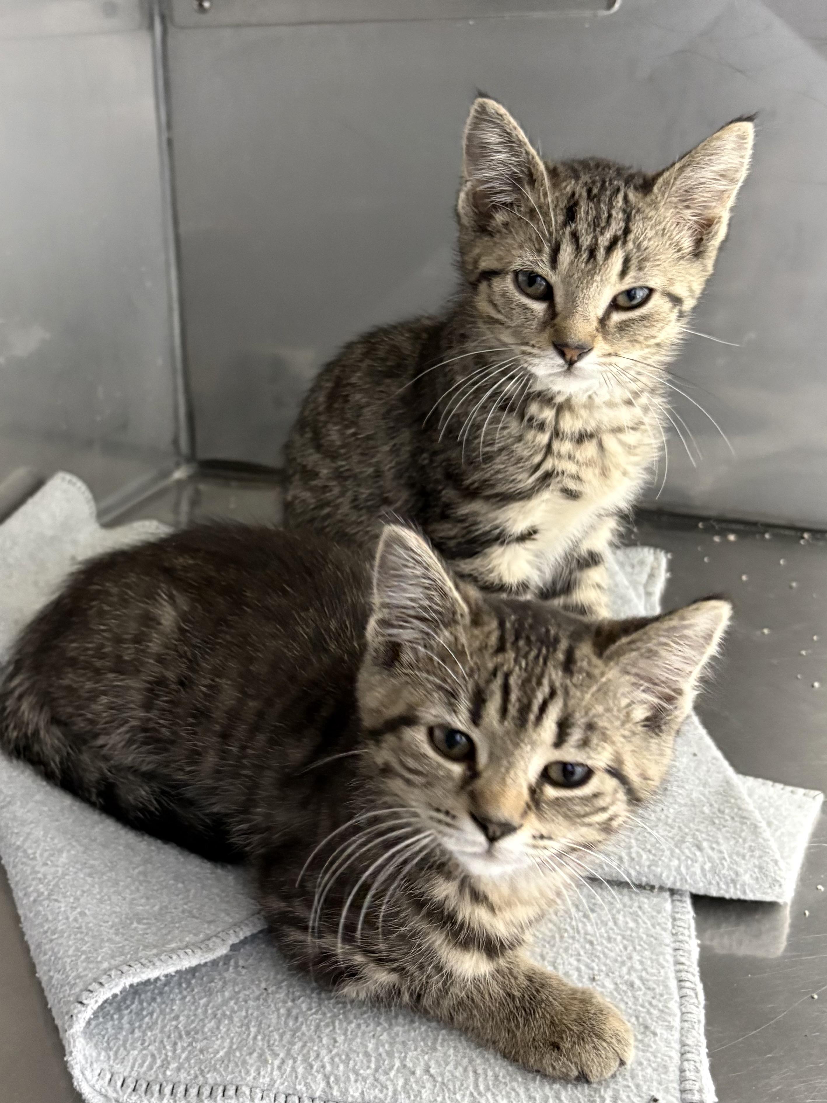 Enlarge Amy and Annabelle , an adopted American Shorthair in Big Rapids, MI image 2/3
