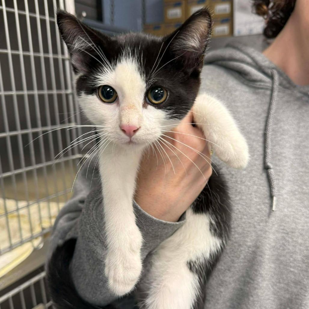 Skim Milk, Adoptable, Kitten Male Domestic Short Hair.