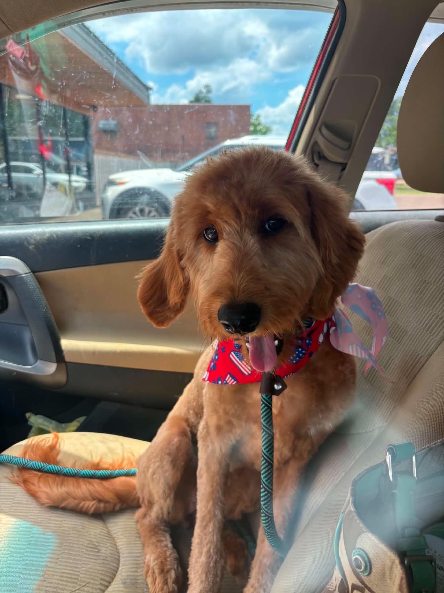 Paisley, an adoption pending Goldendoodle in Woburn, MA image 1/6