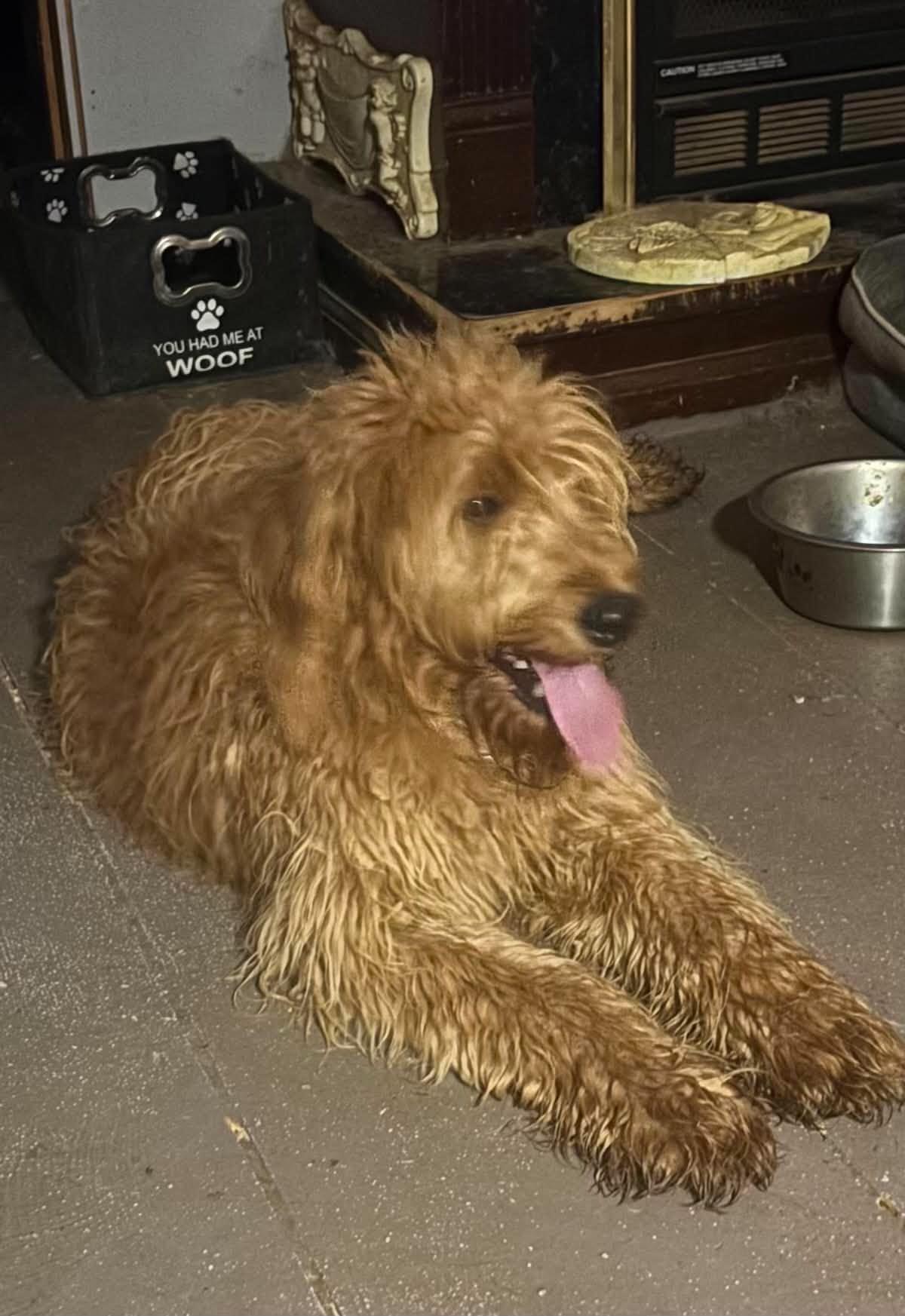 Paisley, an adoption pending Goldendoodle in Woburn, MA image 2/6