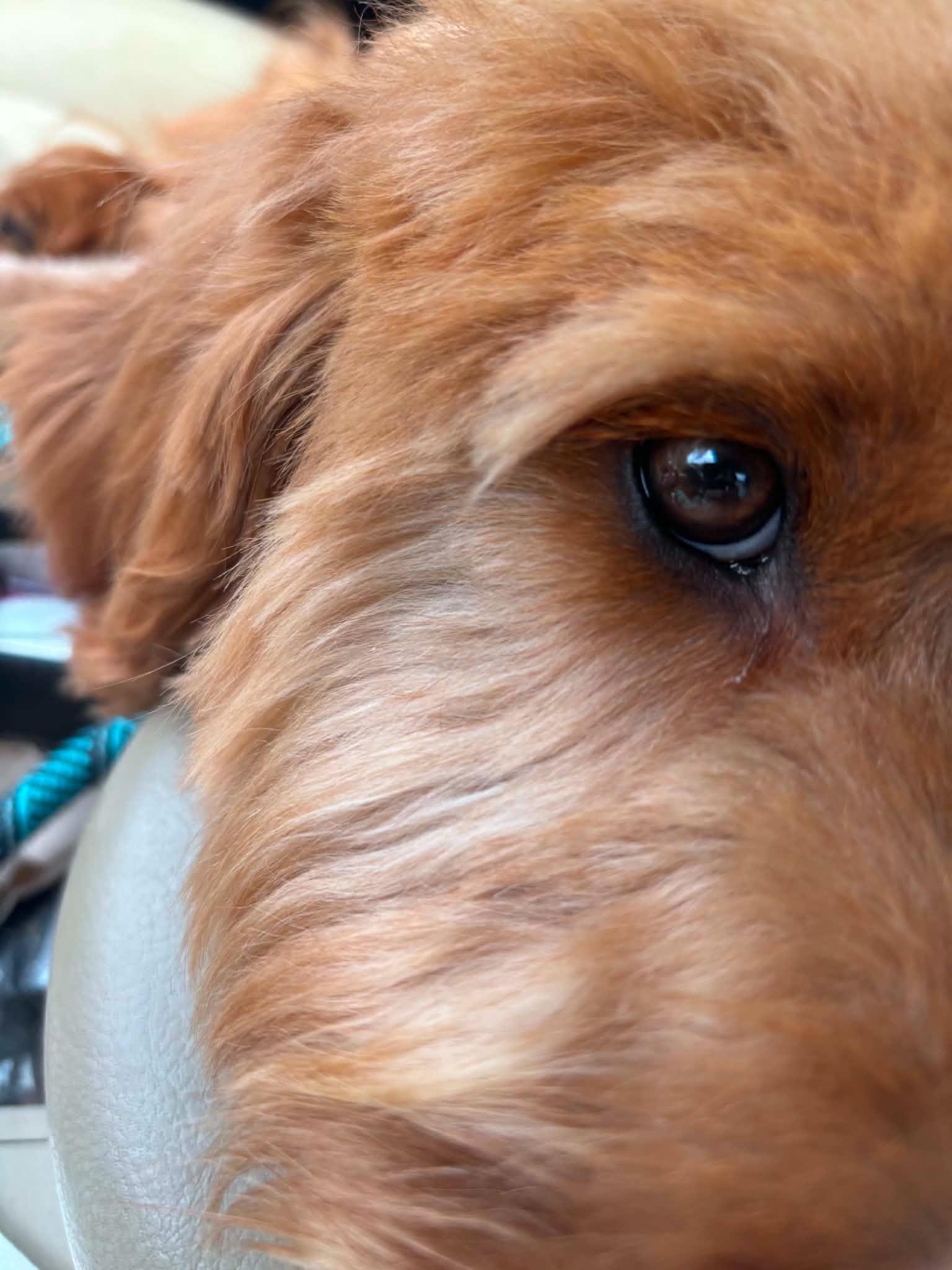 Paisley, an adoption pending Goldendoodle in Woburn, MA image 5/6