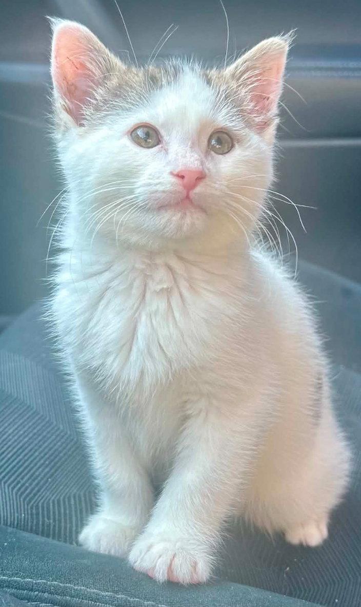TATER TOT, Adopted, Kitten Male Domestic Short Hair.