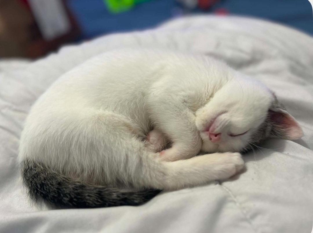 TATER TOT, a Adopted Domestic Short Hair in Minesing, ON image 2/3