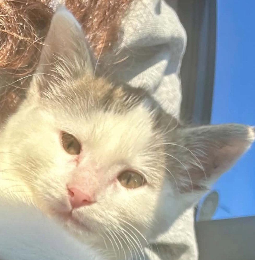 TATER TOT, a Adopted Domestic Short Hair in Minesing, ON image 3/3