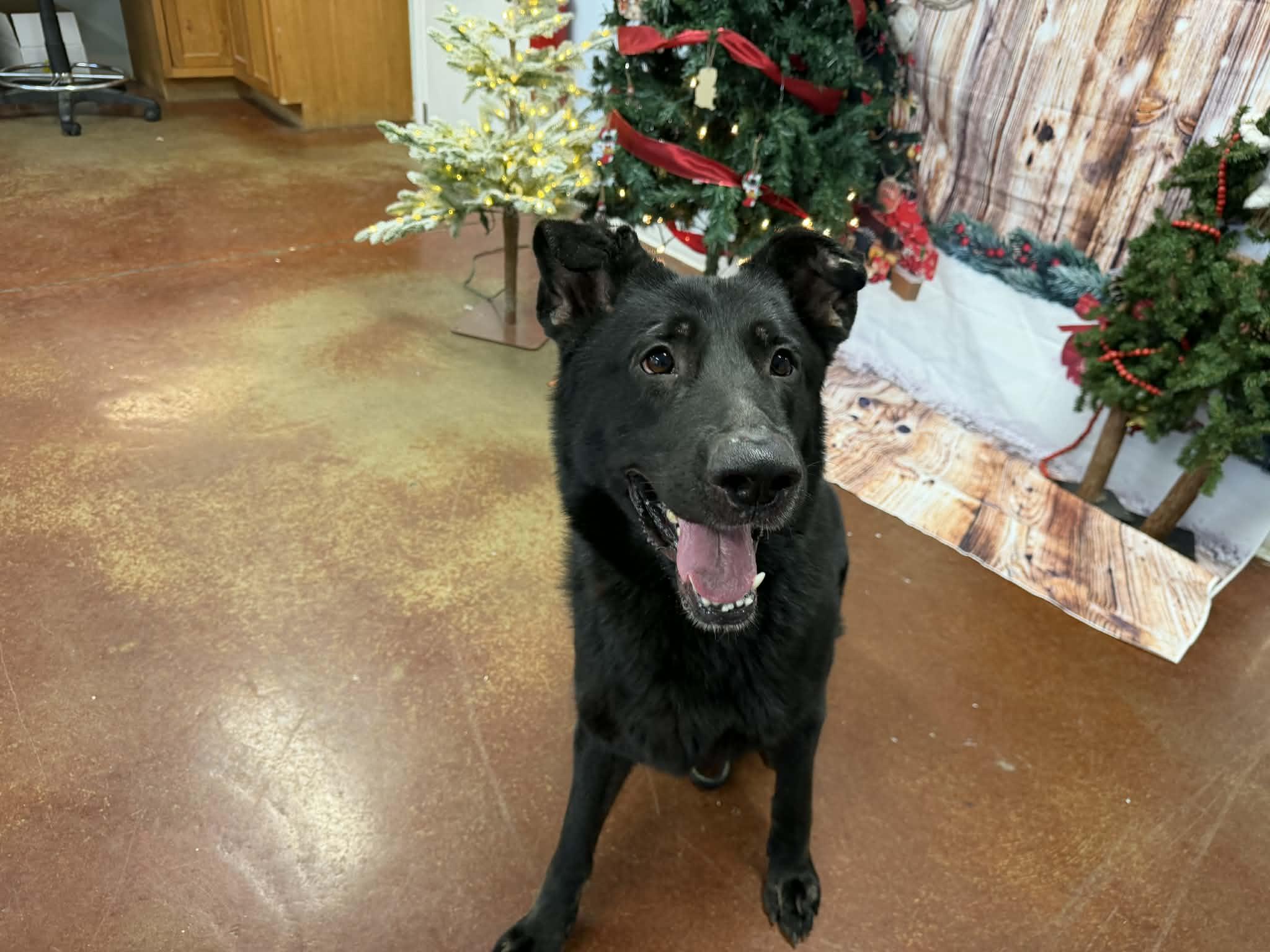 Enlarge Midnight, a ADOPTABLE mixed breed in Shelbyville, KY image 1/4