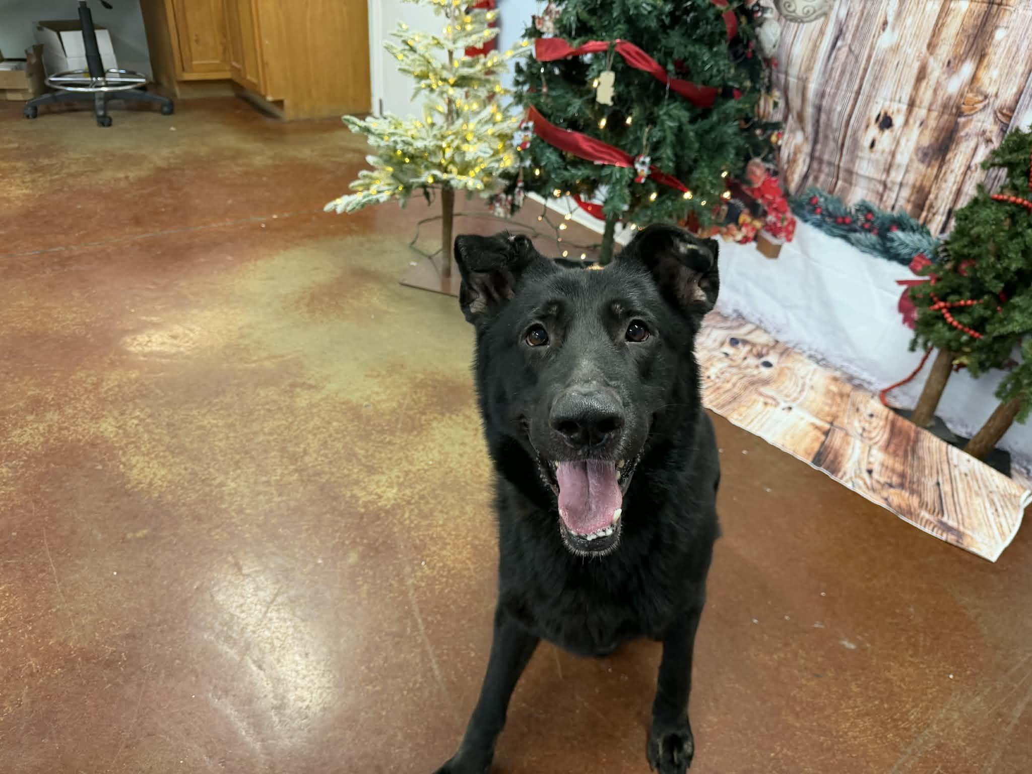 Enlarge Midnight, a ADOPTABLE mixed breed in Shelbyville, KY image 3/4