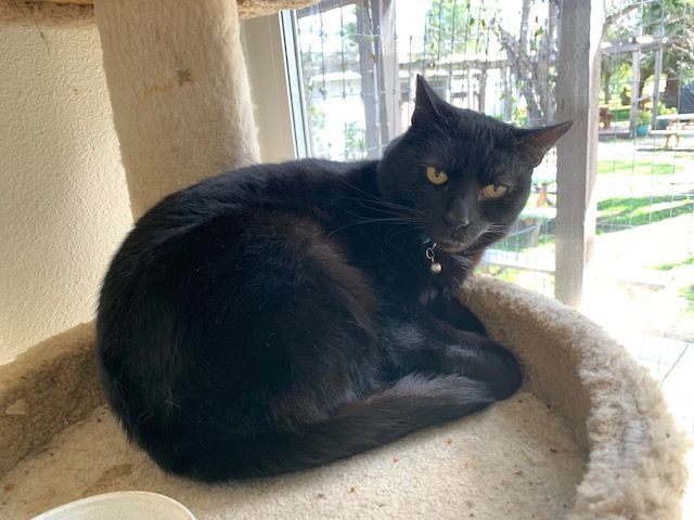 Bogey, Adoptable, Adult Male Domestic Short Hair & Extra-Toes Cat / Hemingway Polydactyl.