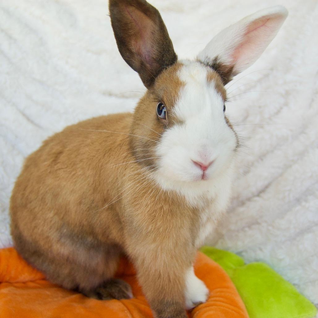 Enlarge Tinkerbell, a Adoptable Dutch in Portland, OR image 1/6