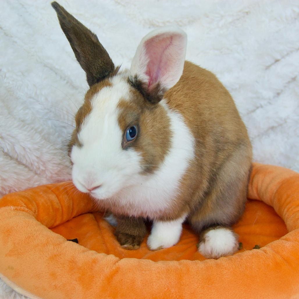 Enlarge Tinkerbell, a Adoptable Dutch in Portland, OR image 2/6