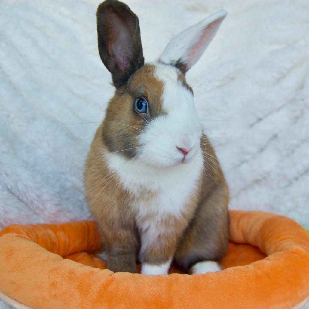 Enlarge Tinkerbell, a Adoptable Dutch in Portland, OR image 3/6
