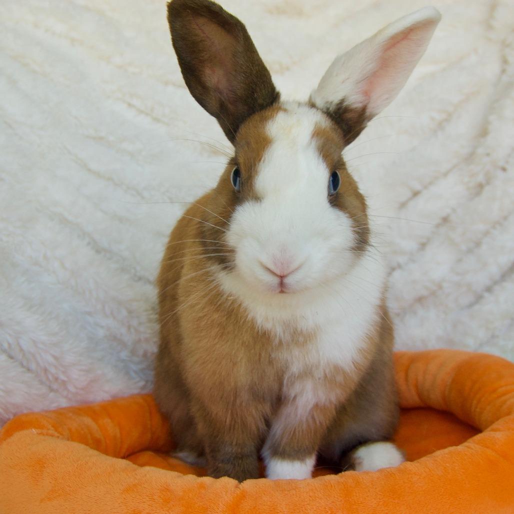 Enlarge Tinkerbell, a Adoptable Dutch in Portland, OR image 4/6