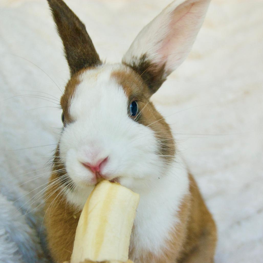 Enlarge Tinkerbell, a Adoptable Dutch in Portland, OR image 5/6