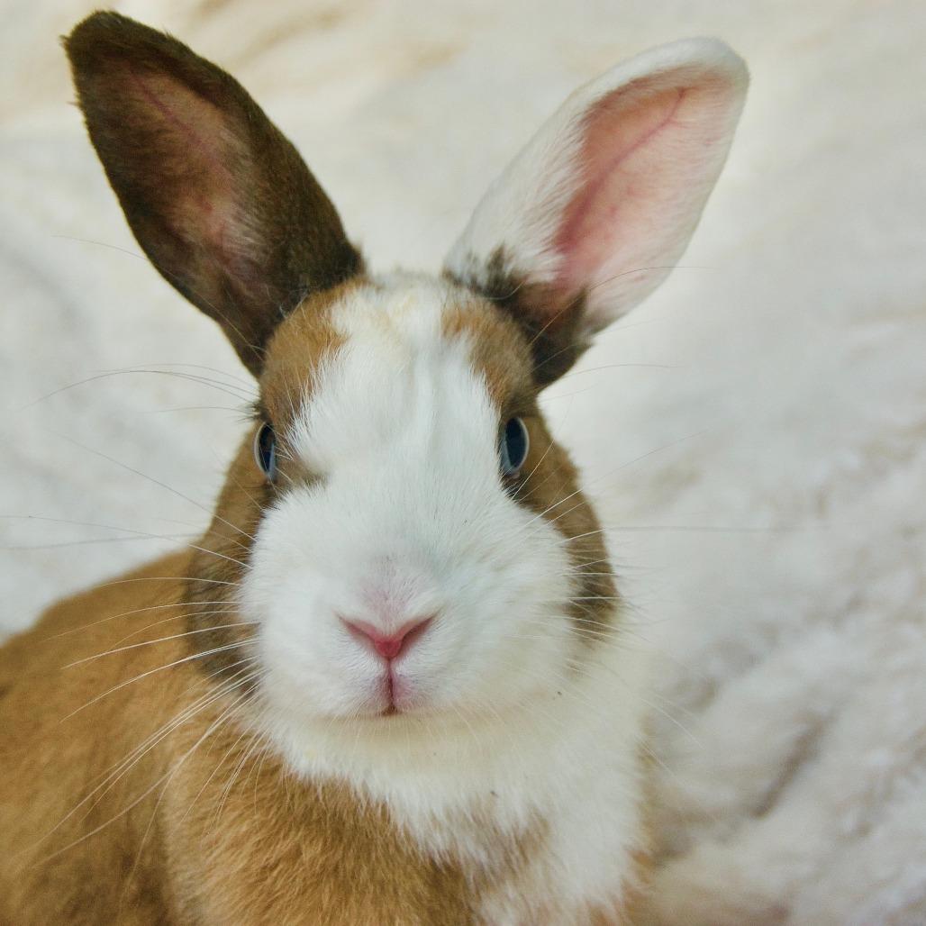 Enlarge Tinkerbell, a Adoptable Dutch in Portland, OR image 6/6