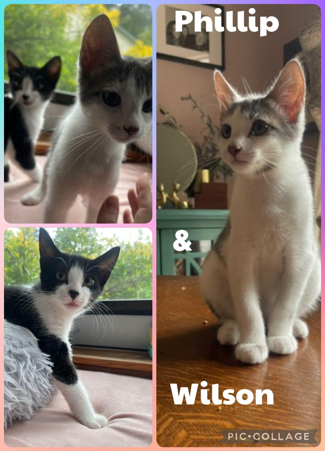 Philip and Wilson, Adopted, Kitten Male Domestic Short Hair.