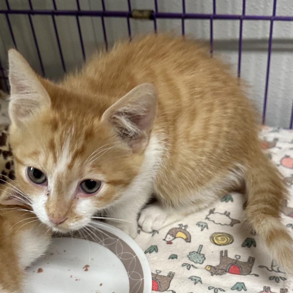Enlarge Cobbler, a Adoptable Domestic Short Hair in Priest River, ID image 1/1