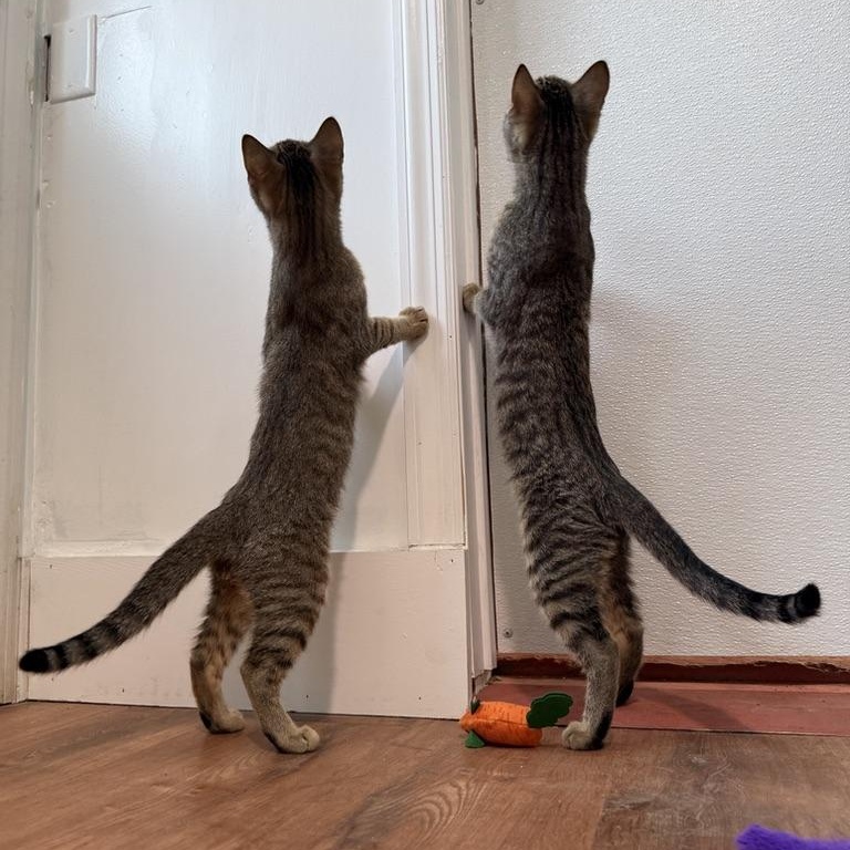 River, an adoptable Domestic Short Hair in Accord, NY image 5/6