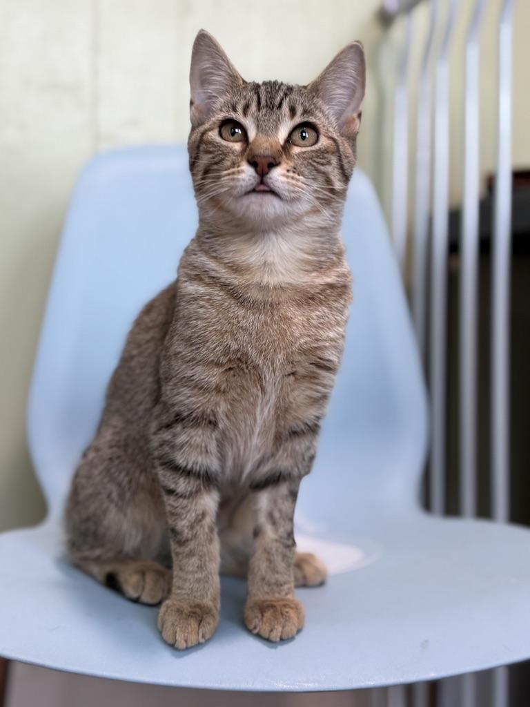 River, an adoptable Domestic Short Hair in Accord, NY image 4/6