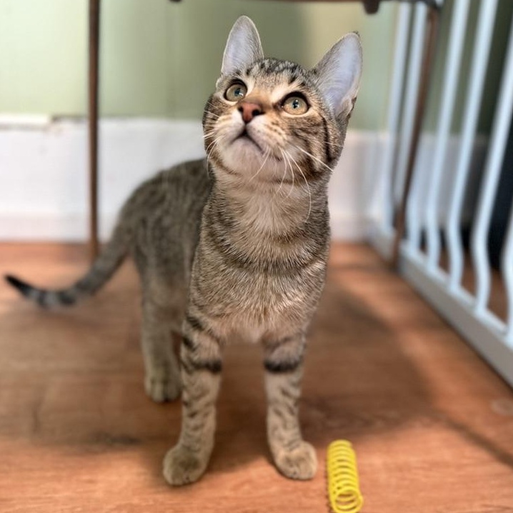 River, adoptable, Young Female Domestic Short Hair.