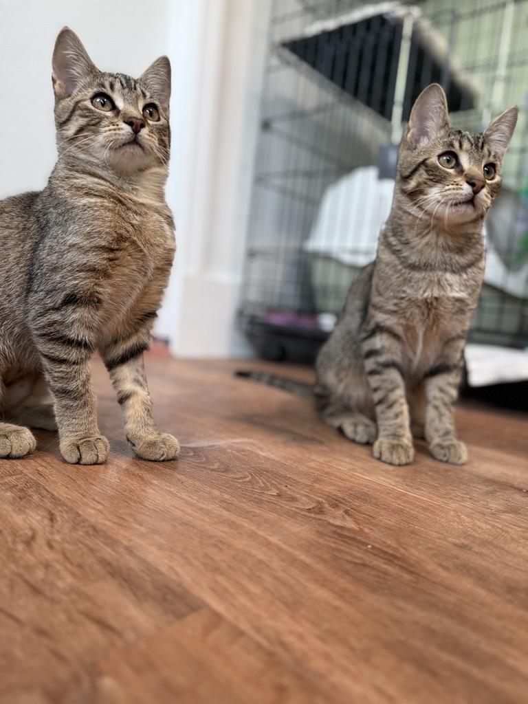 River, an adoptable Domestic Short Hair in Accord, NY image 6/6