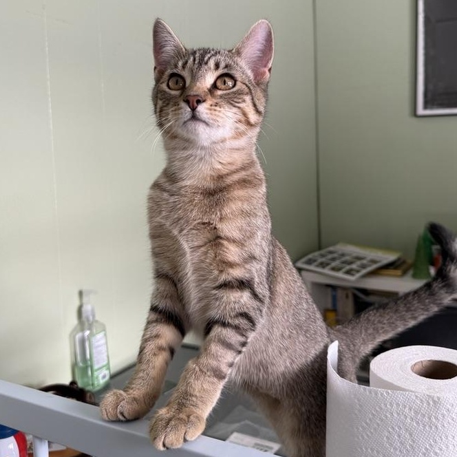 River, an adoptable Domestic Short Hair in Accord, NY image 2/6