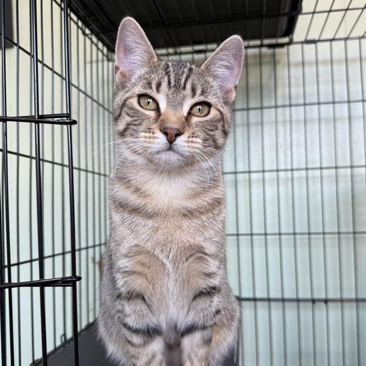 River, an adoptable Domestic Short Hair in Accord, NY image 3/6