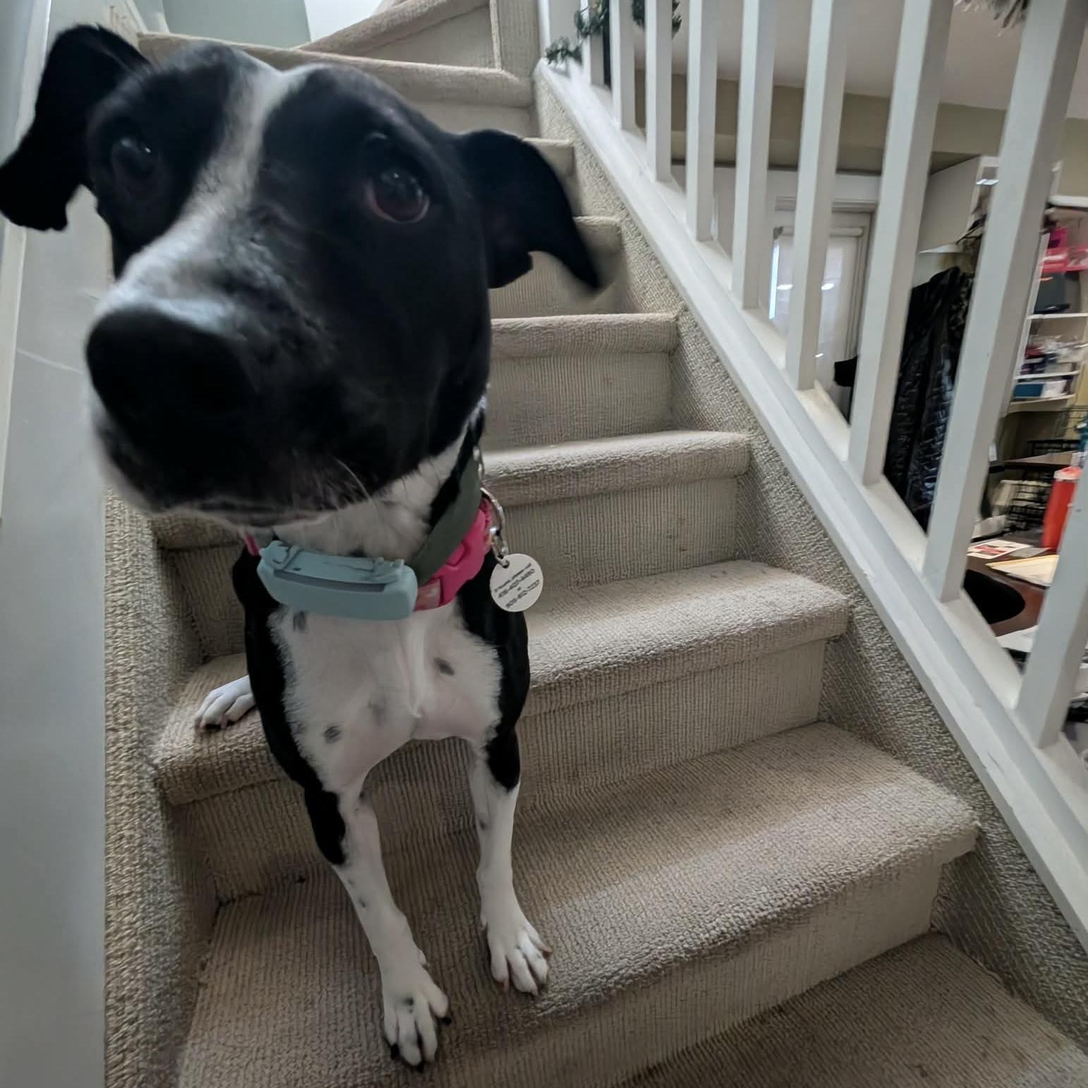 Enlarge Dixi, a ADOPTABLE mixed breed in Milton, ON image 5/6