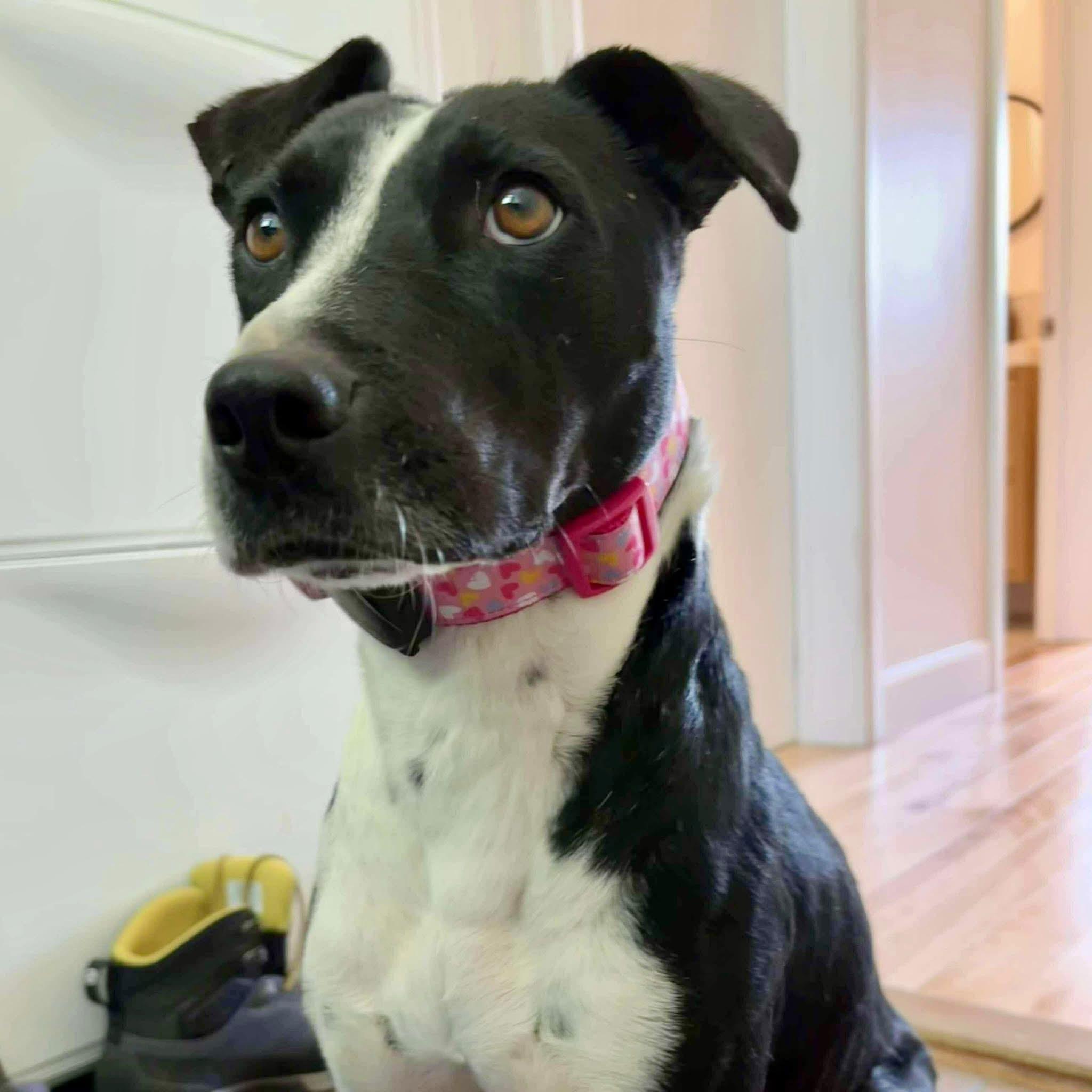 Enlarge Dixi, a ADOPTABLE mixed breed in Milton, ON image 4/6